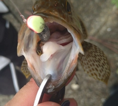 オオモンハタの釣果