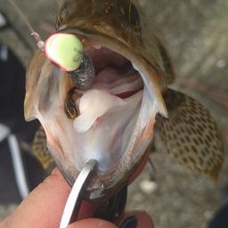 オオモンハタ