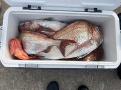 タイの釣果