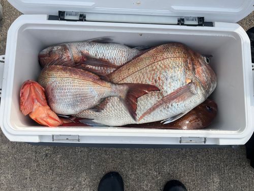 タイの釣果