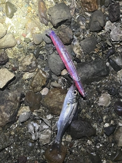 セイゴ（マルスズキ）の釣果