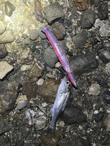 セイゴ（マルスズキ）の釣果