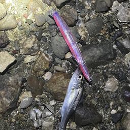 セイゴ（マルスズキ）