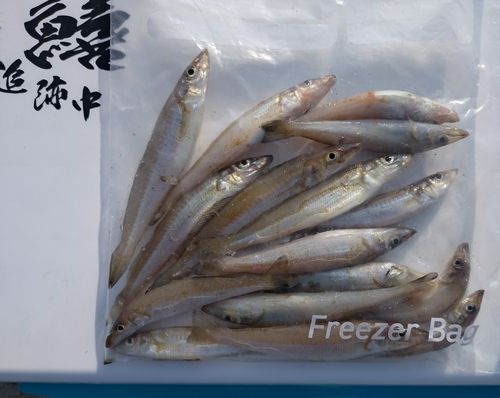 キスの釣果