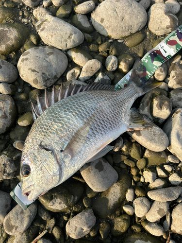 キビレの釣果