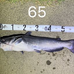 アメリカンキャットフィッシュ