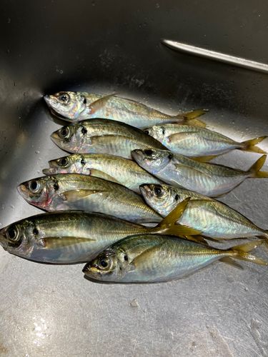 マアジの釣果