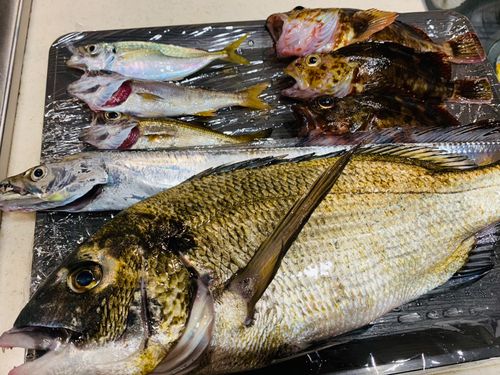 アジの釣果