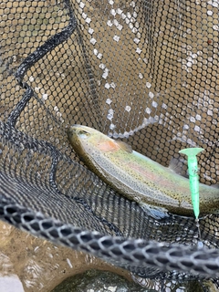 ニジマスの釣果