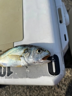 イシモチの釣果