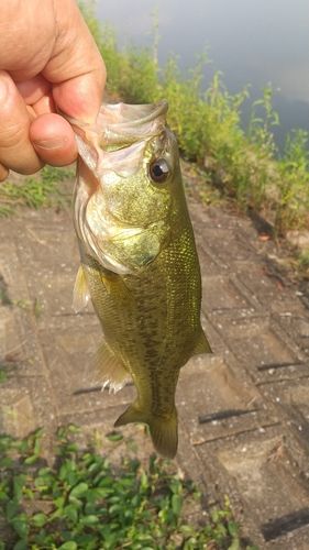ラージマウスバスの釣果