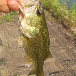 ラージマウスバス