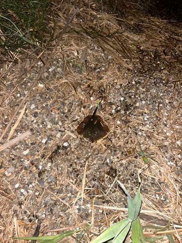 アカエイの釣果