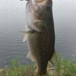 ラージマウスバス