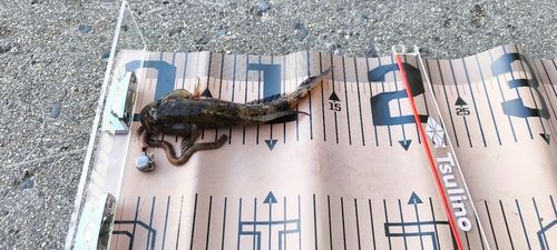 ウロハゼの釣果