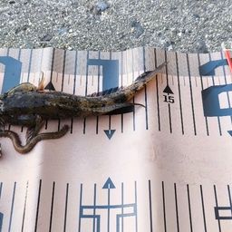 ウロハゼ