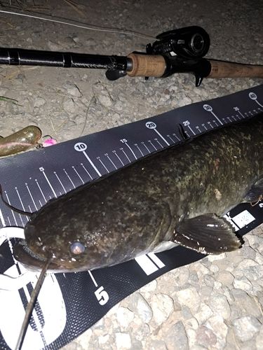 ナマズの釣果