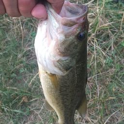 ラージマウスバス