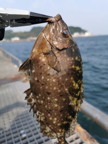 アイゴの釣果