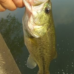 ラージマウスバス