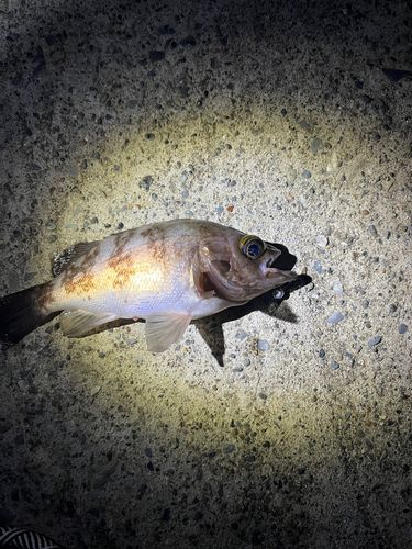 アカメバルの釣果
