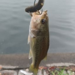 ラージマウスバス