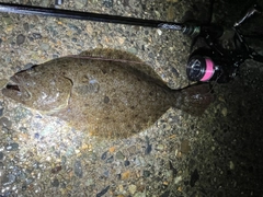 ヒラメの釣果