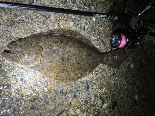 ヒラメの釣果