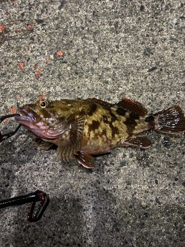 カサゴの釣果