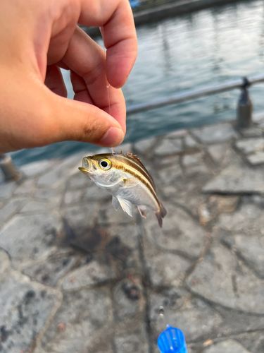 イサキの釣果