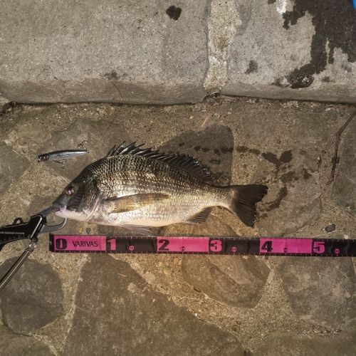 クロダイの釣果