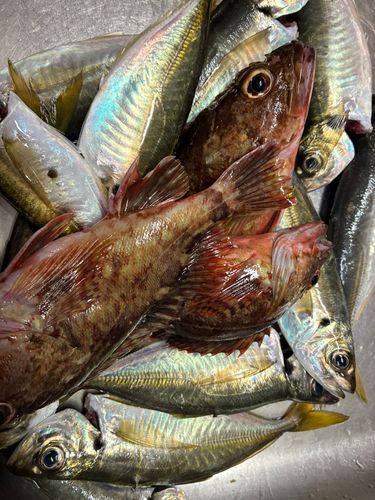 マアジの釣果