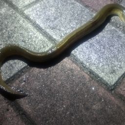 ウナギ