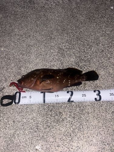 キジハタの釣果