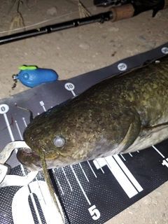 ナマズの釣果