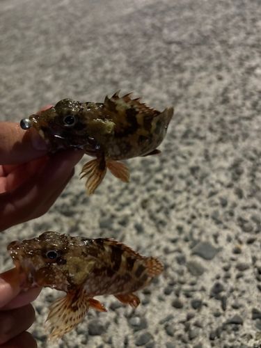 カサゴの釣果