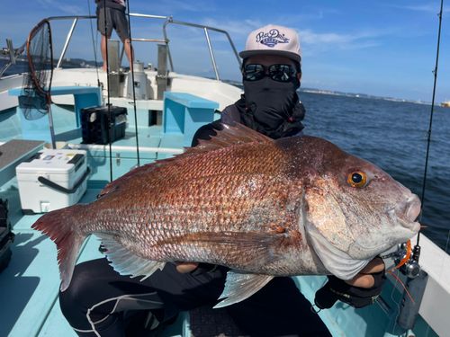 マダイの釣果