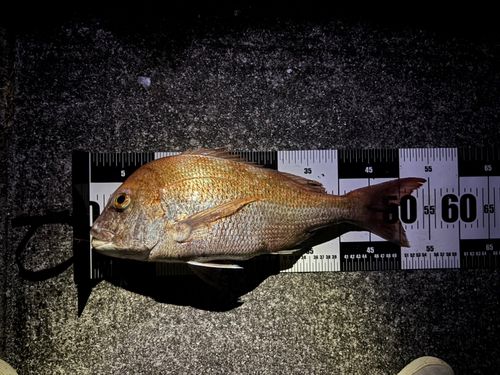 マダイの釣果