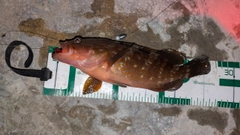 アコウの釣果