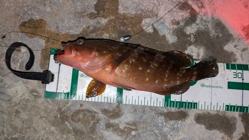 アコウの釣果