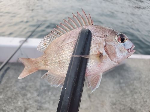 チャリコの釣果
