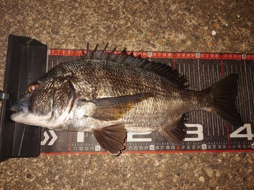 クロダイの釣果