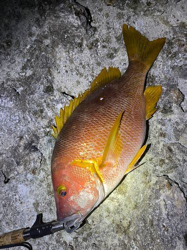 シブダイの釣果