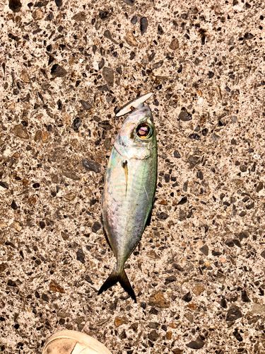 メアジの釣果