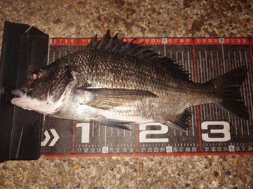 クロダイの釣果