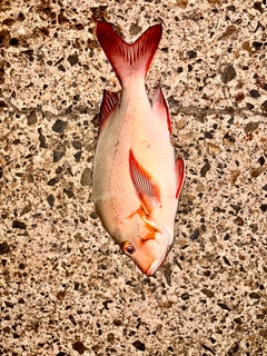 ヒメフエダイの釣果