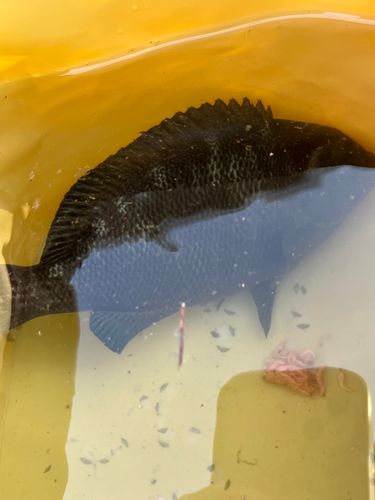 メジナの釣果