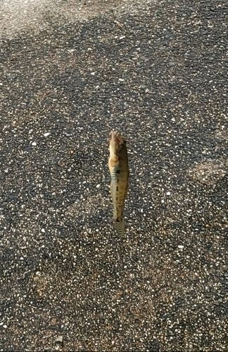 マハゼの釣果