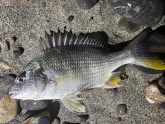 キビレの釣果