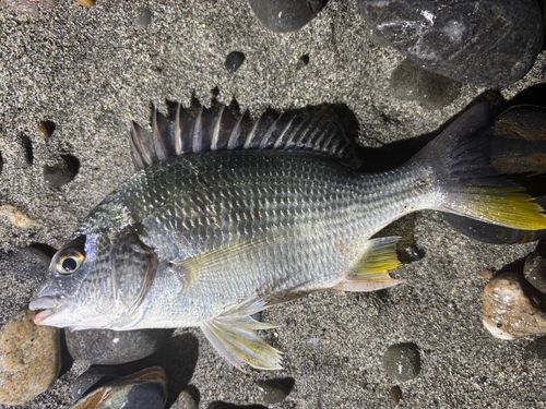 キビレの釣果